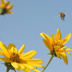 a bee flying over a yellow flower with a blue sky in the background